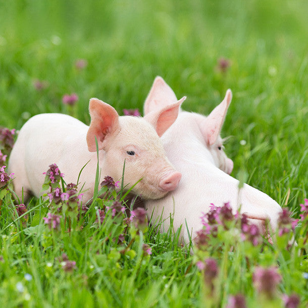 pigs playing in the grass