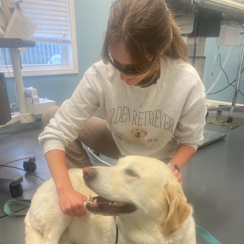 laser-banner A vet gives laser therapy to dog