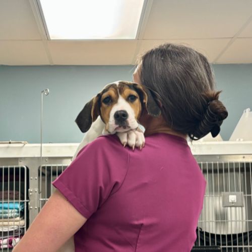 new-banner A woman holds a dog in her arms