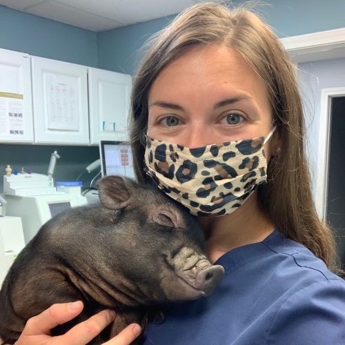 pig-banner A woman wearing a surgical mask gently holds a pig