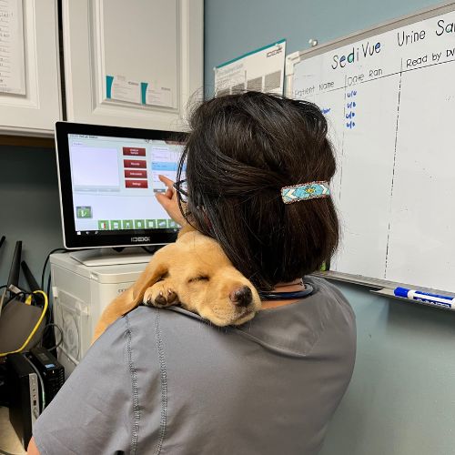 wellness-banner A woman holds a dog while sitting in front of a computer