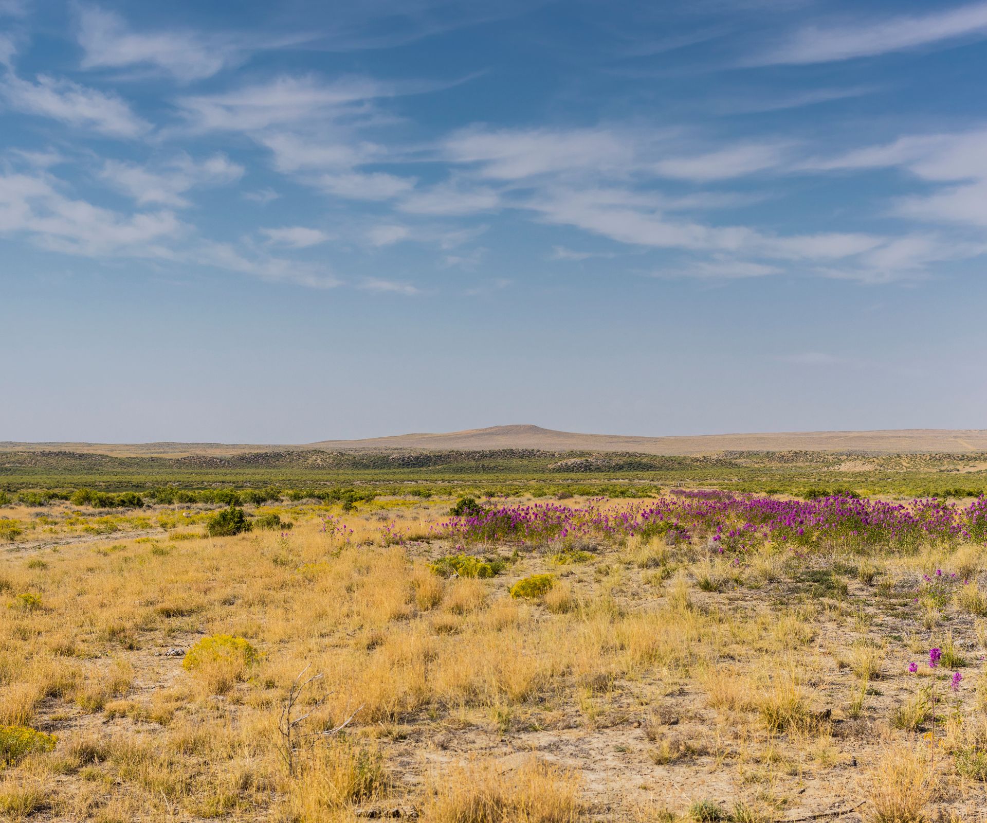 Flowers between Shoshoni and Moneta