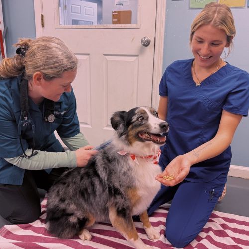  Two women gently pet a dog lying on floor
