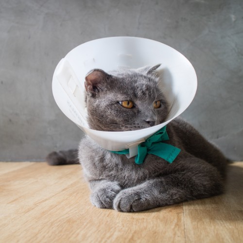 Staunton River Vet Clinic - pet surgery