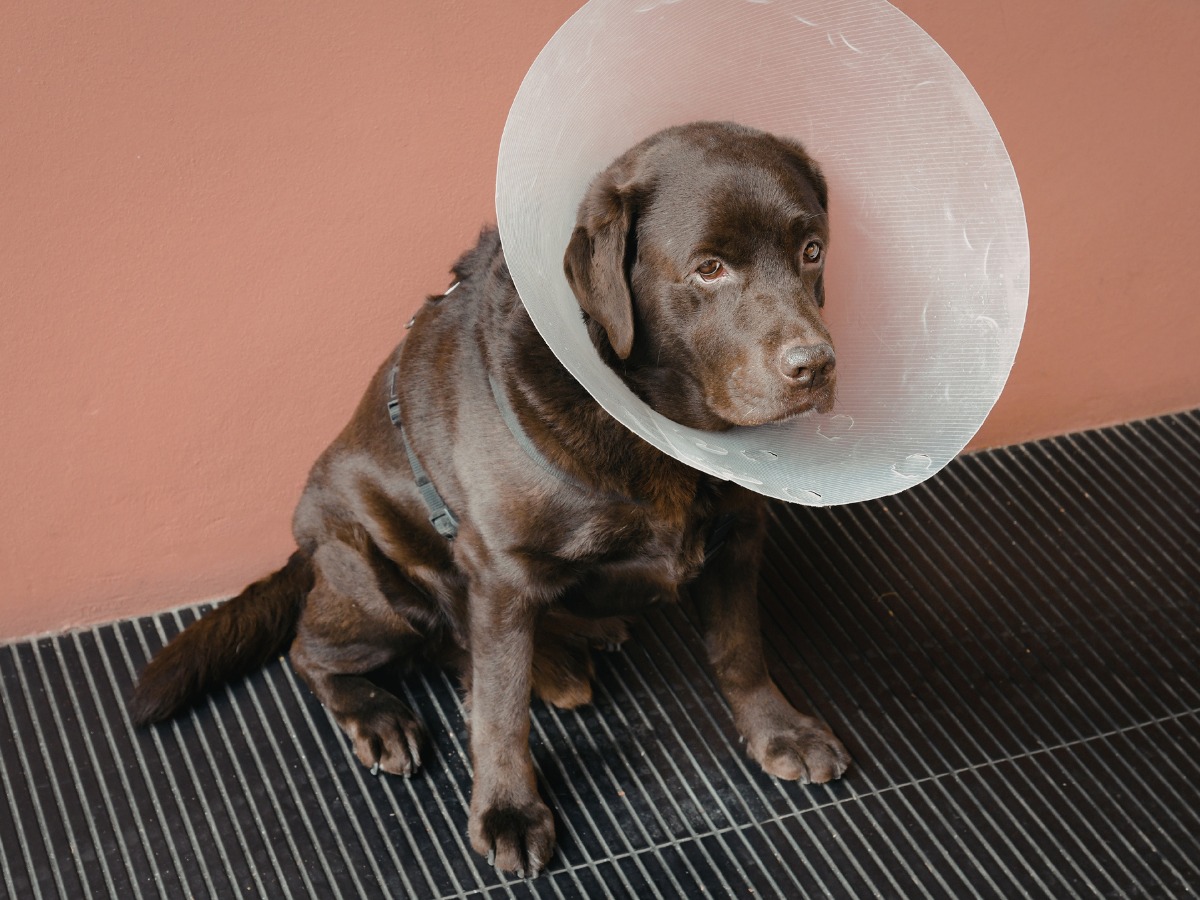dog wears a surgical cone