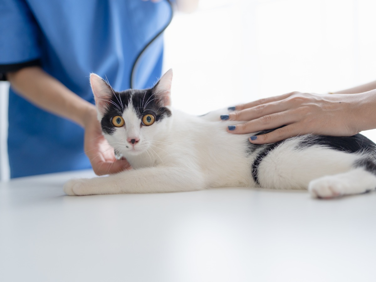 vet checking the cat at vet hospital