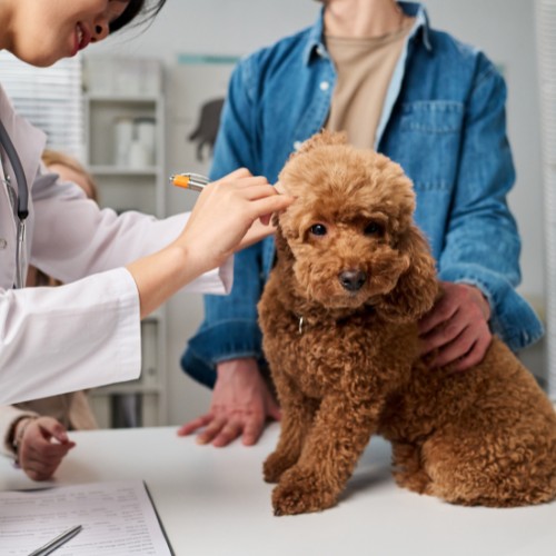 vet checking the dog at vet hospital