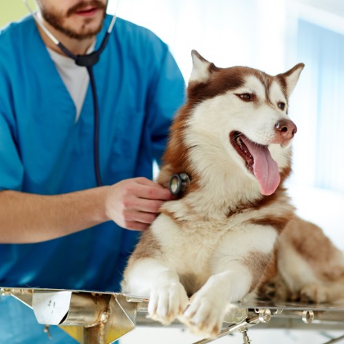 vet checking the dog