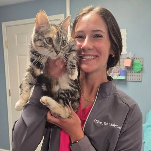 vet staff holding a cat