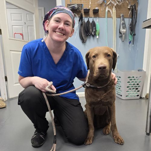 vet staff and a brown dog